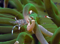 Shrimp, Lembeh by Doug Anderson 